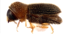 Hypothenemus columbi 12753