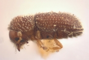 Hypothenemus columbi 12245