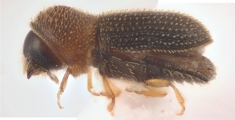 Hypothenemus columbi 12753