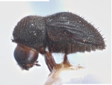 Hypothenemus concolor 11842