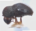 Hypothenemus concolor 11842