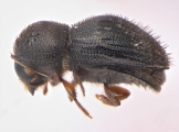 Hypothenemus concolor 13700