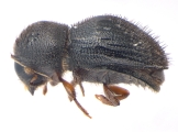 Hypothenemus concolor 13700