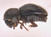 Hypothenemus concolor 13700