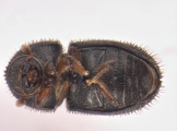 Hypothenemus concolor 13700