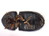 Hypothenemus concolor 13700