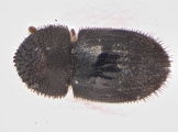 Hypothenemus concolor 13700