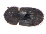 Hypothenemus concolor 13700