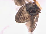 Hypothenemus concolor 13700