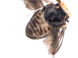 Hypothenemus concolor 13700