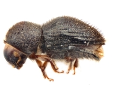 Hypothenemus concolor 7728