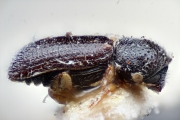 Ernoporicus corni 15337