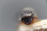 Ernoporicus corni 15337