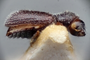 Ernoporicus corni 15338