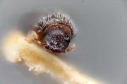 Ernoporicus corni 15338