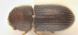 Hypothenemus crudiae 11076