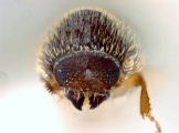 Hypothenemus crudiae 11076
