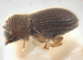 Hypothenemus crudiae 11076