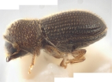 Hypothenemus crudiae 11076
