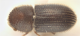 Hypothenemus crudiae 11076