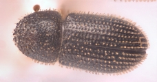 Hypothenemus crudiae 11572