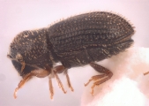 Hypothenemus crudiae 11572