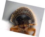 Hypothenemus crudiae 11852