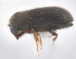 Hypothenemus crudiae 11852