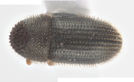 Hypothenemus crudiae 11852