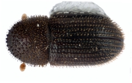 Hypothenemus crudiae 11924