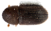 Hypothenemus crudiae 11924