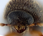 Hypothenemus crudiae 11924