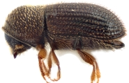 Hypothenemus crudiae 11924