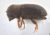 Hypothenemus crudiae 11924