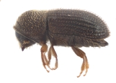 Hypothenemus crudiae 11924