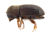 Hypothenemus crudiae 11924
