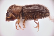Hypothenemus crudiae 15016