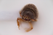 Hypothenemus crudiae 15016