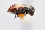 Hypothenemus cuneolus 14915