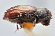 Hypothenemus cuneolus 14915