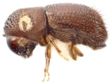 Hypothenemus curtipennis 12230