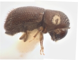 Hypothenemus curtipennis 12230