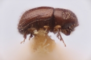 Hypothenemus curtipennis_samoanus 12273