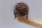 Hypothenemus curtipennis_samoanus 12273