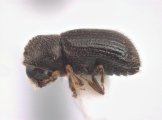 Hypothenemus dissimilis 12490