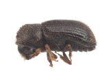 Hypothenemus dissimilis 12490