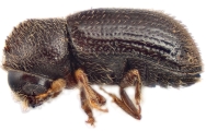Hypothenemus dissimilis 12490