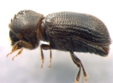 Hypothenemus dissimilis 13555