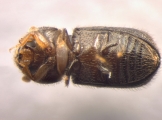 Hypothenemus dissimilis 13555