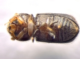 Hypothenemus dissimilis 13555